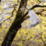 O chráme (Lk 16, 9-15) biela holubica